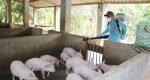 Sẽ có vaccine phòng dịch tả lợn châu Phi trong 12 tháng tới?