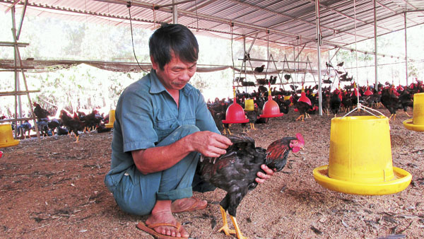 Anh Châu Kim Sương, ấp Liên Lộc, xã Xà Bang, huyện Châu Đức hướng dẫn chọn loại gà trống đẹp trong dịp Tết.                    