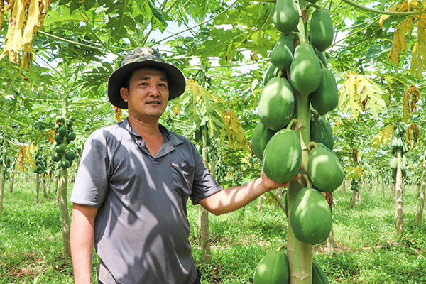 Anh Ngô Quốc Chiến, Tổ trưởng Tổ hợp tác trồng đu đủ VietGAP xã Bình Giã cho biết, vườn đu đủ 8 sào của gia đình anh hơn 1 tháng nữa sẽ thu hoạch, ước đạt 50 tấn trái.