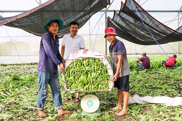 Ông Nguyễn Trọng Ngọc (phải), thôn Bàu Phượng (xã Châu Pha) cho biết, sau 30 ngày xuống giống, rau cải xanh cho thu hoạch 2,7 tấn/1 nhà màng, lợi nhuận thu về khoảng 10 triệu đồng.