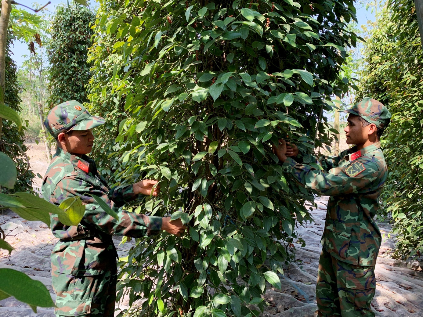 Giá tiêu xuống thấp khiến nông dân không còn mặn mà với cây tiêu. Trong ảnh: Bộ đội giúp dân thu hoạch tiêu khi tiêu rơi vào tình trạng rớt giá, giá nhân công thu hoạch tăng cao.