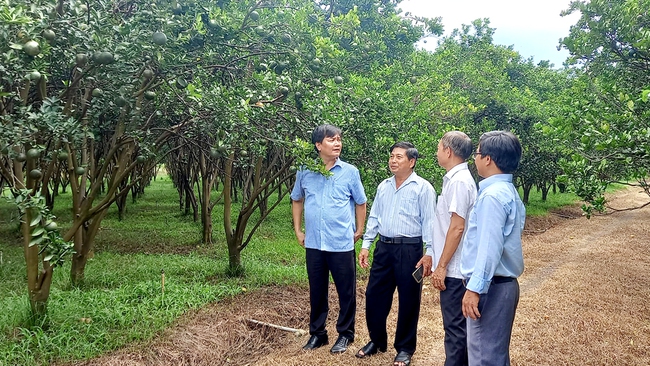 HTX cây trái Tà Thiết ở xã Lộc Thành (huyện Lộc Ninh) là một trong những HTX xã nông nghiệp hoạt động hiệu quả do cán bộ, hội viên nông dân làm nòng cốt trong tổ chức. Ảnh: Viết Dần