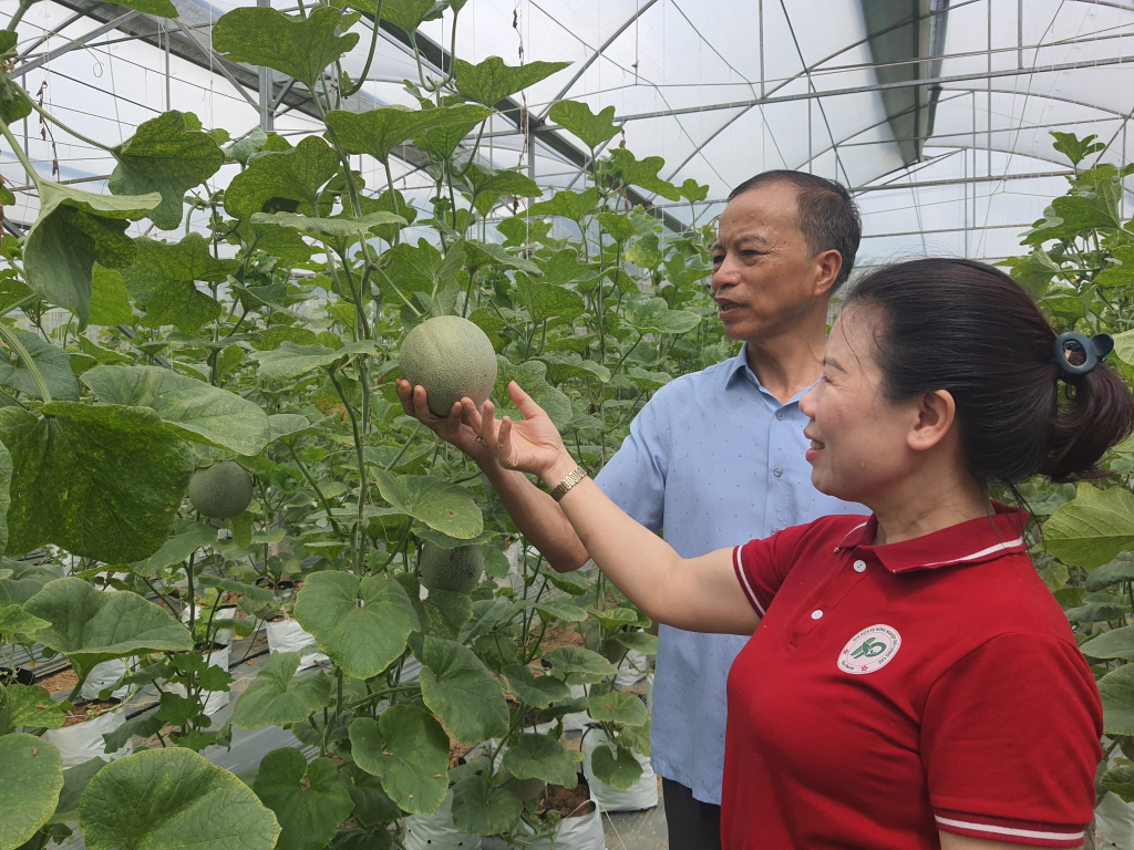 Sản phẩm dưa lưới nằm trong chuỗi rau, củ, quả đã được xác nhận của HTX dịch vụ nông nghiệp chất lượng cao Hoa Phong.